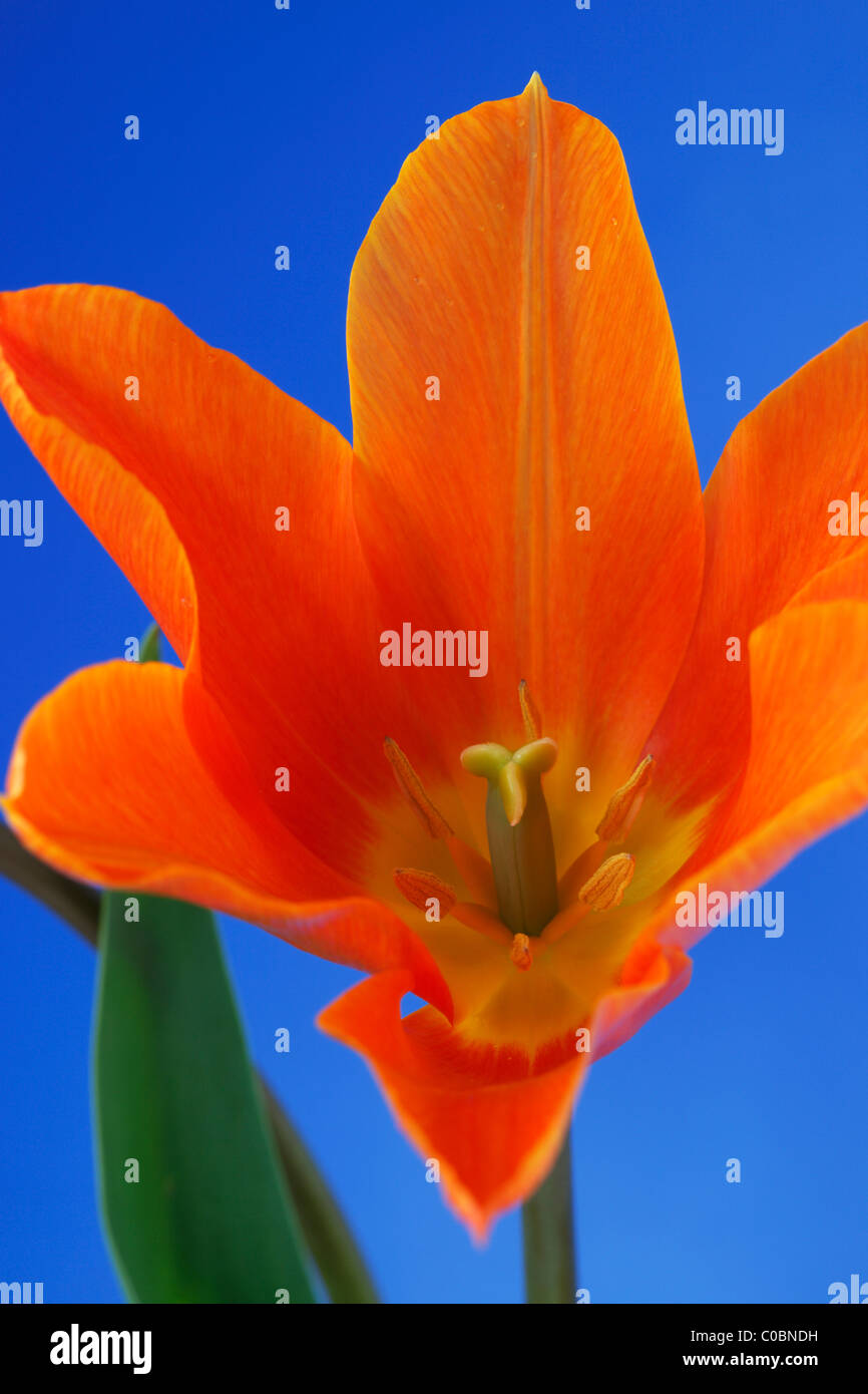 Tulipa 'Ballerina' AGM Tulip Lily blühenden Gruppe April Stockfoto