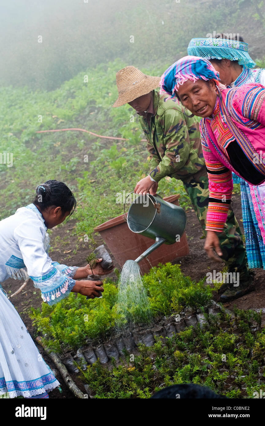 Miao Leute arbeiten an einem Taxus / Eibe Baum Plantage Projekt Stockfoto