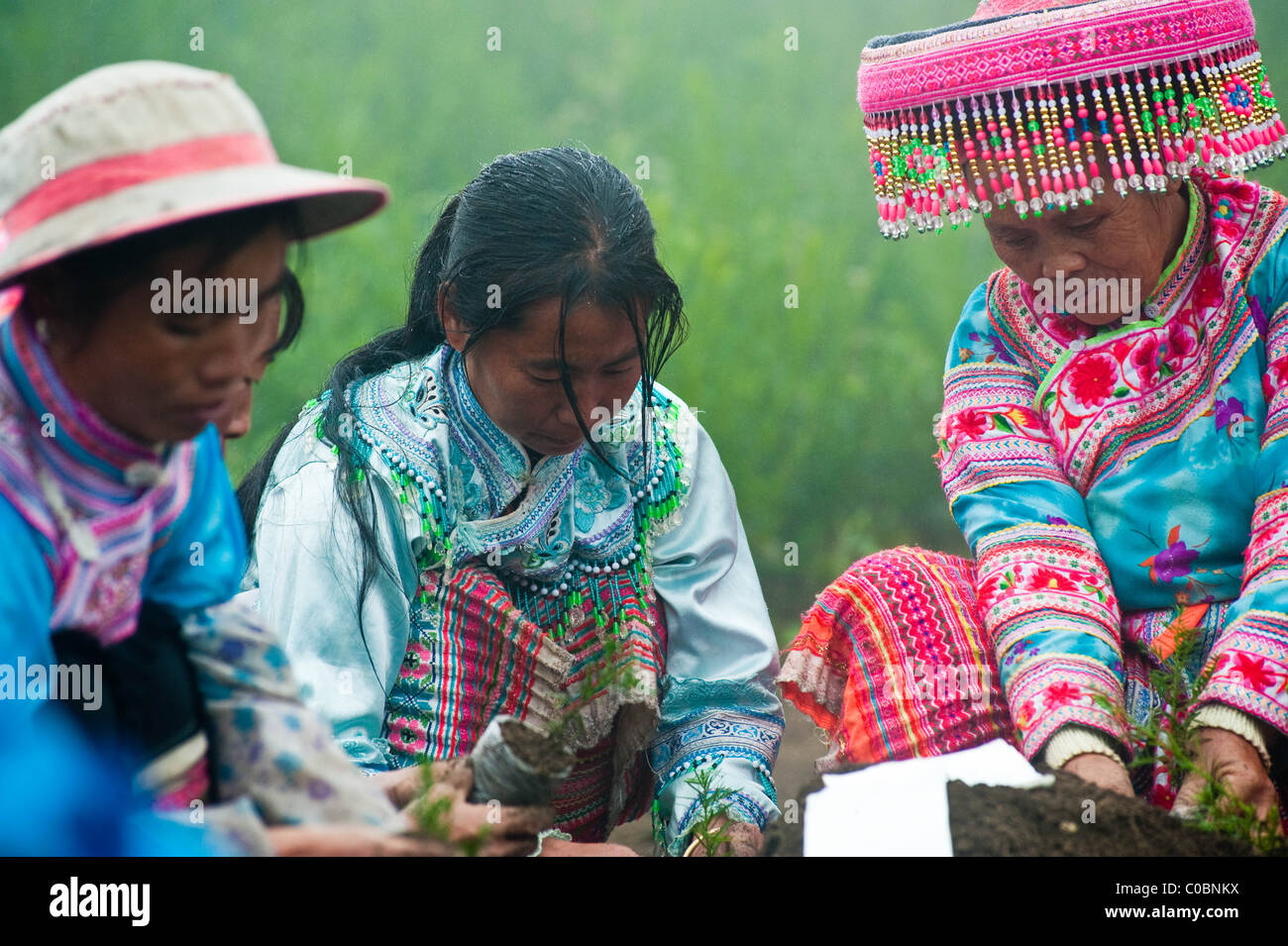 Miao Leute arbeiten an einem Taxus / Eibe Baum Plantage Projekt Stockfoto