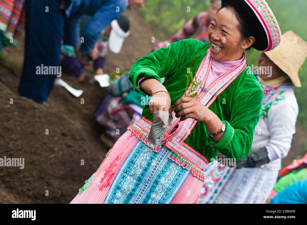 Miao Leute arbeiten an einem Taxus / Eibe Baum Plantage Projekt Stockfoto
