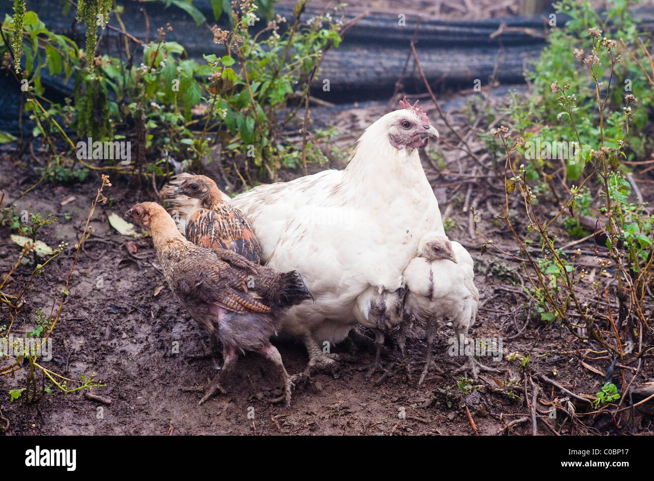 Miao Leute arbeiten an einem Taxus / Eibe Baum Plantage Projekt Stockfoto