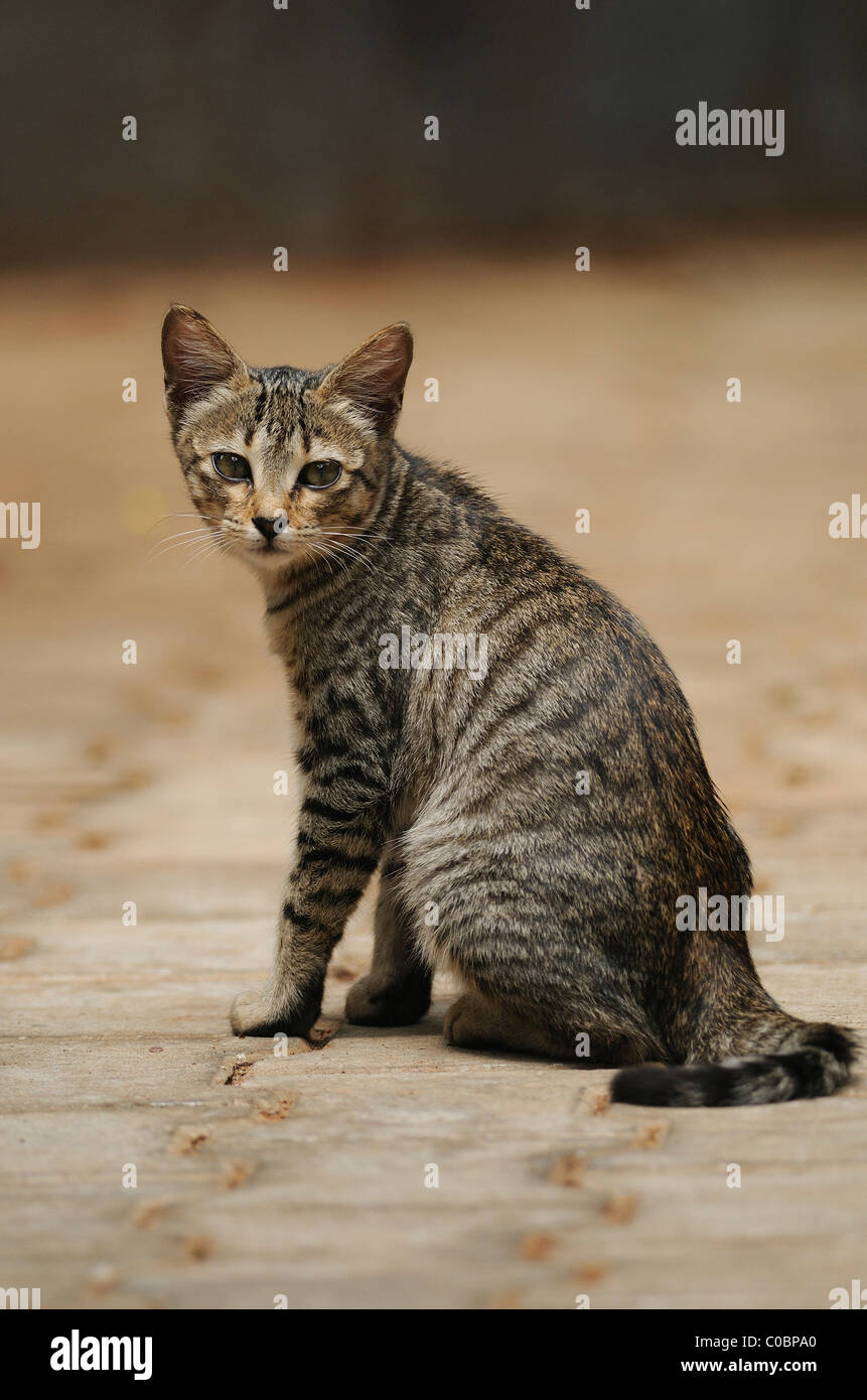 Indische Inland (Pet) Katze im Rückblick Stockfoto