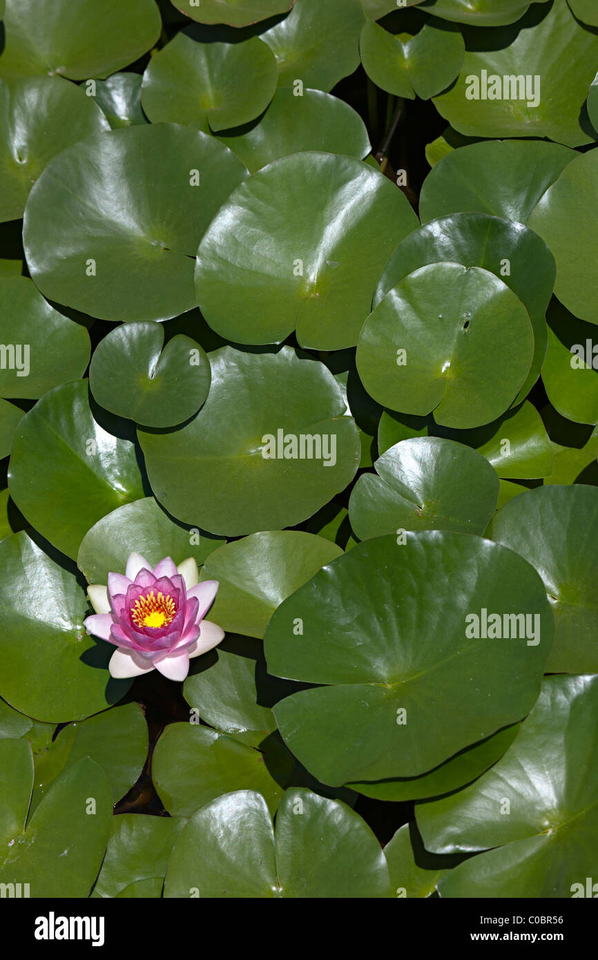 Wasser Lilly Blume und Blätter USA Stockfoto