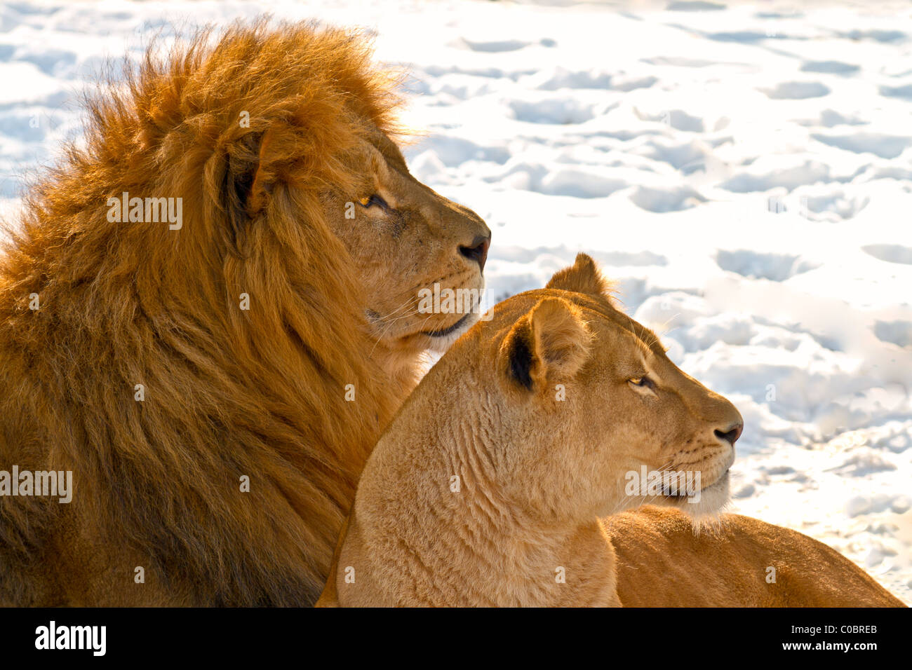 Männliche und weibliche Löwen liegen im Schnee Stockfoto