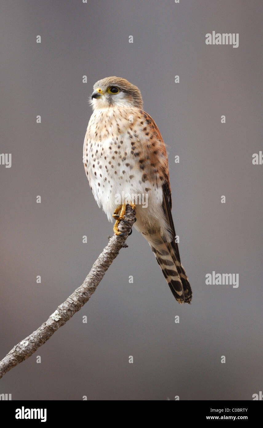 Madagaskar Turmfalke (Falco Newtoni) im Naturschutzgebiet Anja, Zentralmadagaskar Stockfoto