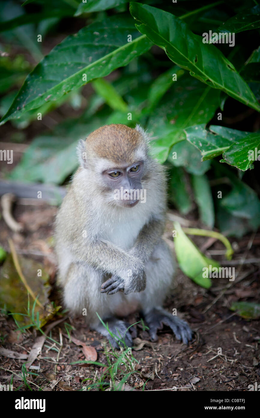 Wenig lang-tailed Macaque, Taman Alam Kuala Selangor Stockfoto