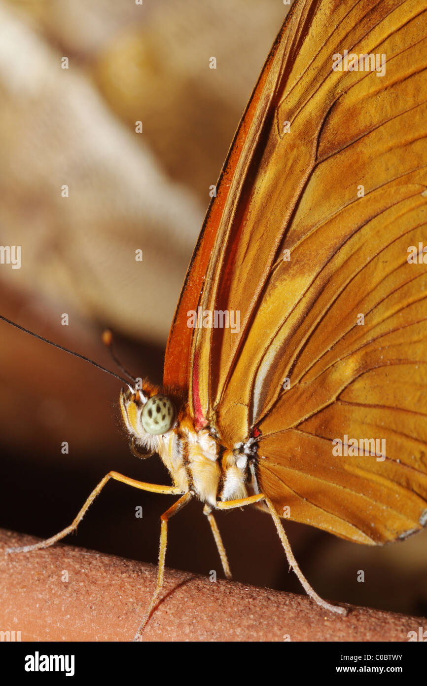 Dryas Julia Butterfly & South Central Amarica Stockfoto