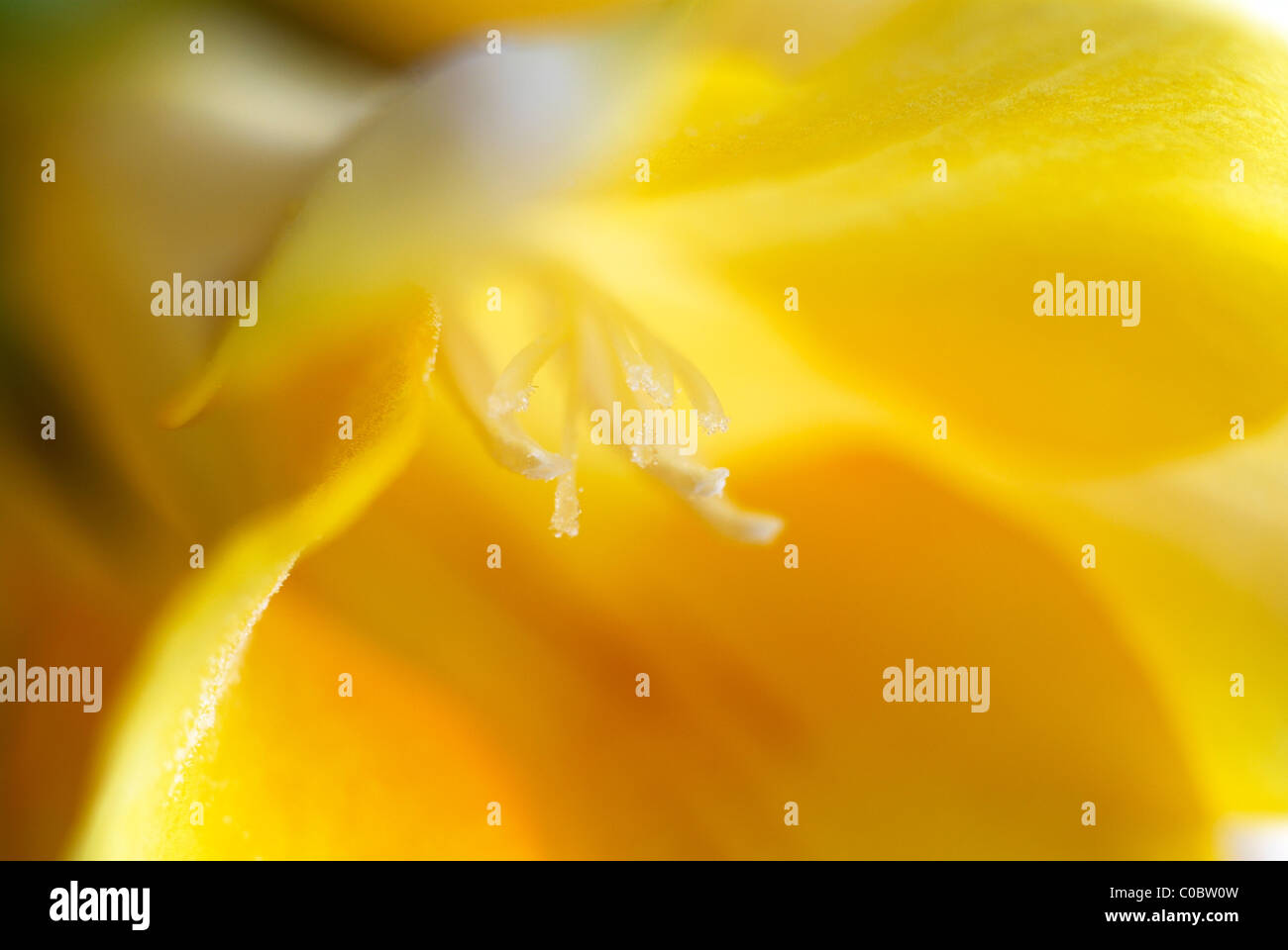Gelbe Blume, Nahaufnahme, Makro, Blütenstaub, Pollen, Stamen, gelbe Blütenblätter, Sunshine gelb Blume gelb Stockfoto