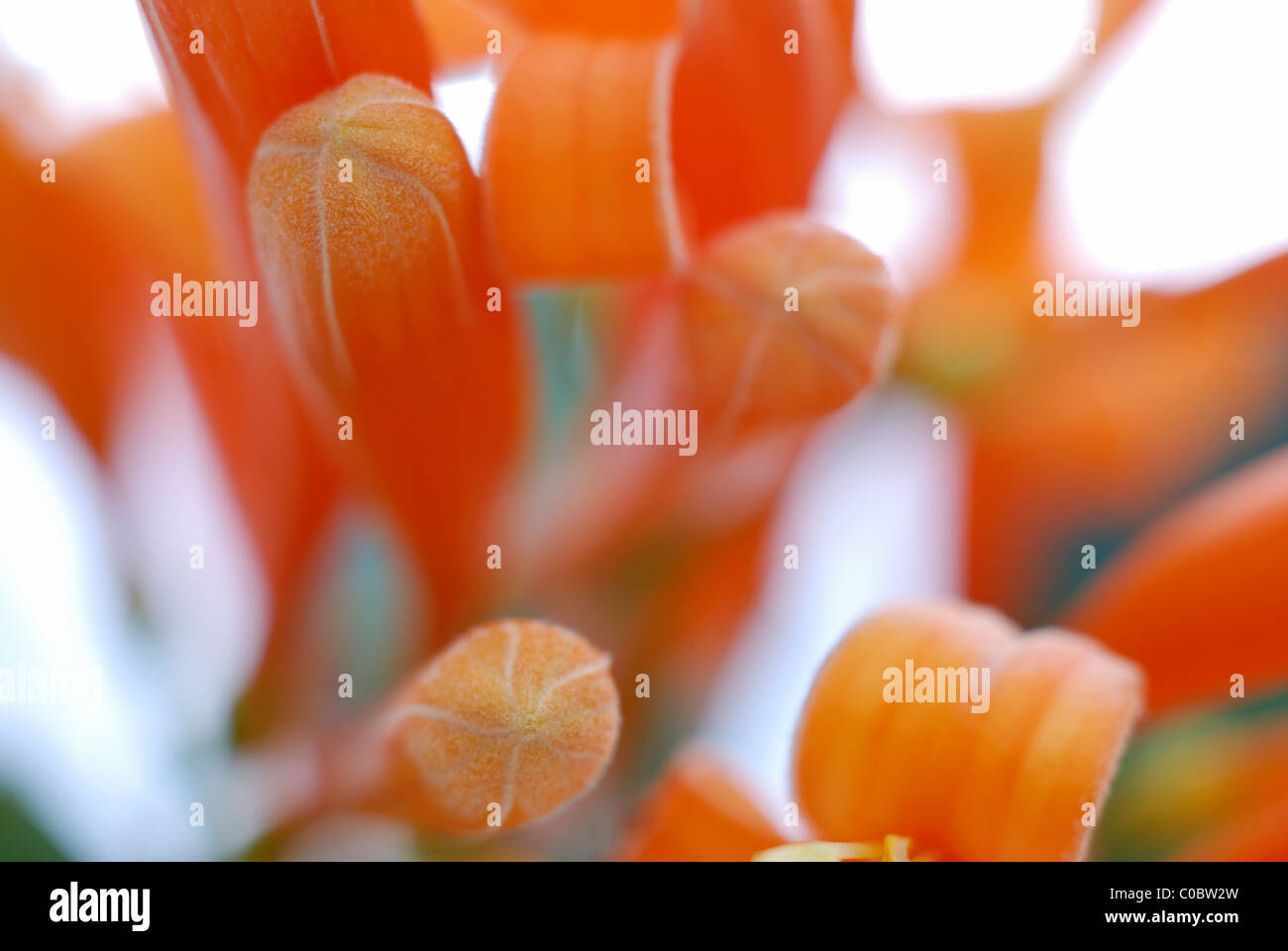 Orange Geißblatt, Lonicera Ciliosa, Orangenblütenwasser, Geißblatt, Makro, Fokus, weiße Adern, orange Stamen, Frühling, Feuer, Sonne Stockfoto