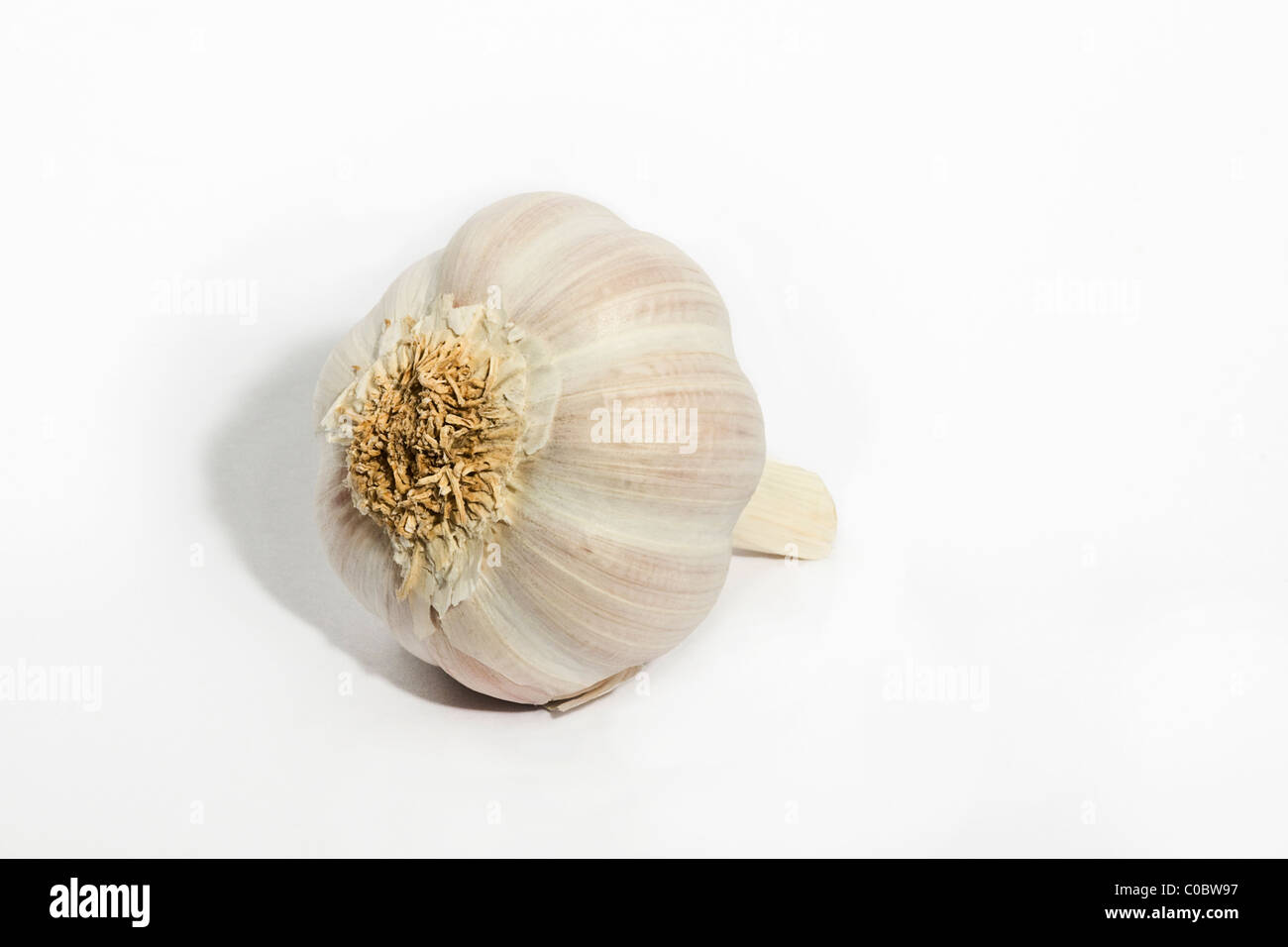 Knoblauchzwiebel auf weißem Hintergrund Stockfoto