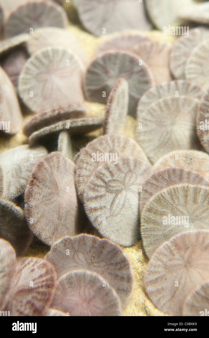 Lebenden exzentrischen Sanddollar (Dendraster Excentricus), Kalifornien, USA Stockfoto