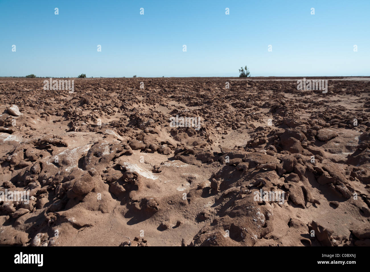 Pampa del Tamarugal, Plateau, Norte Grande, Chile, von Prosopis Tamarugo Bäumen benannt. Stockfoto