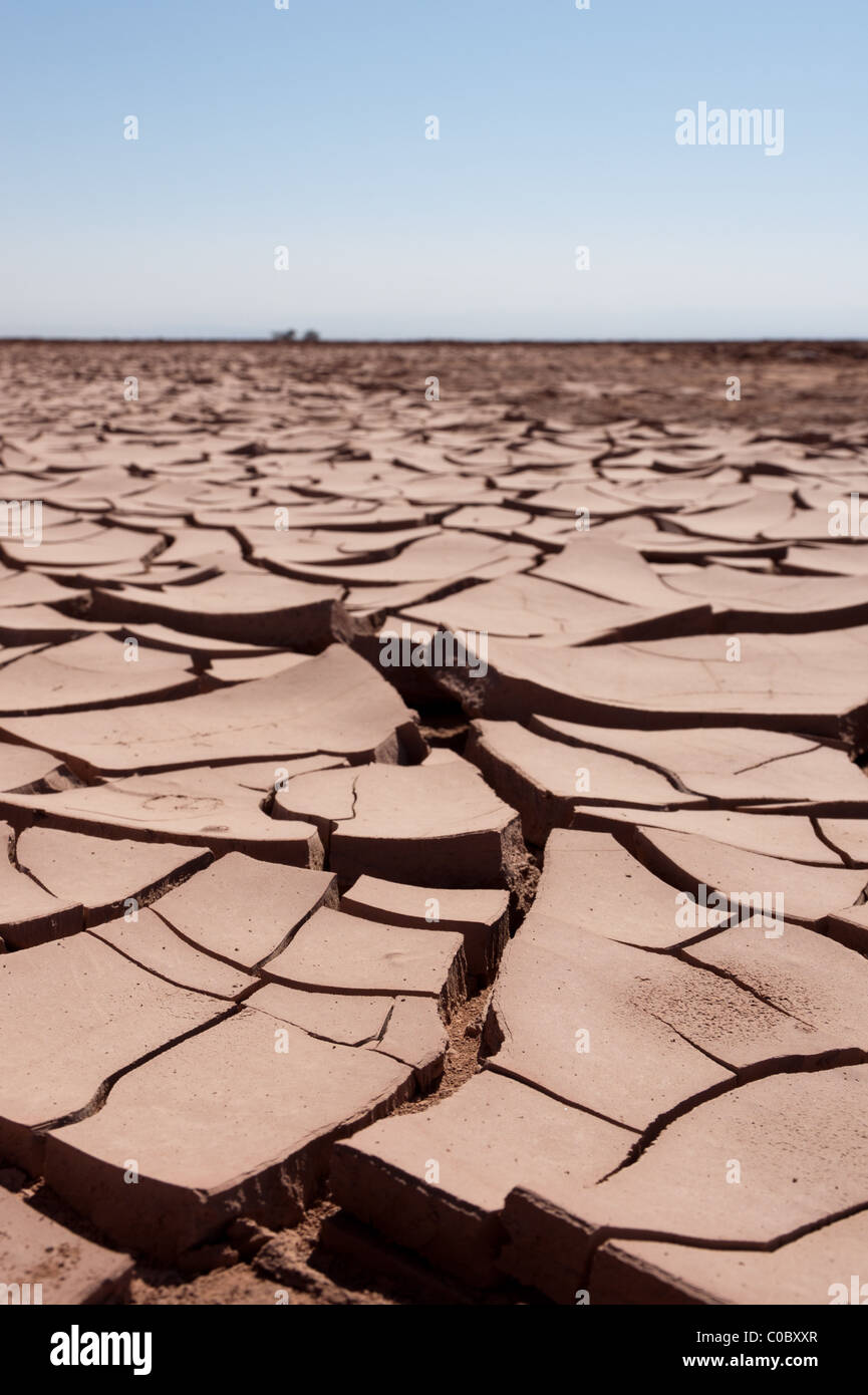 Pampa del Tamarugal, Plateau, Norte Grande, Chile, von Prosopis Tamarugo Bäumen benannt. Stockfoto