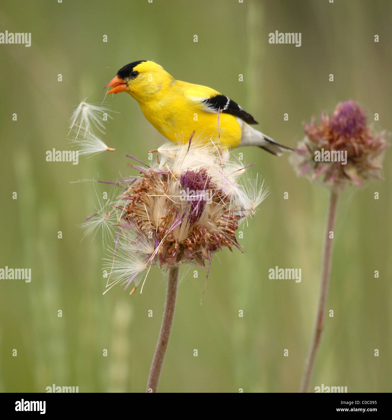 Eine amerikanische Stieglitz von Mariendistel Samen ernähren. Stockfoto