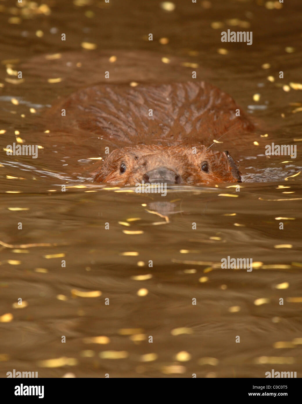 Ein Biber schwimmen in der Nähe. Stockfoto