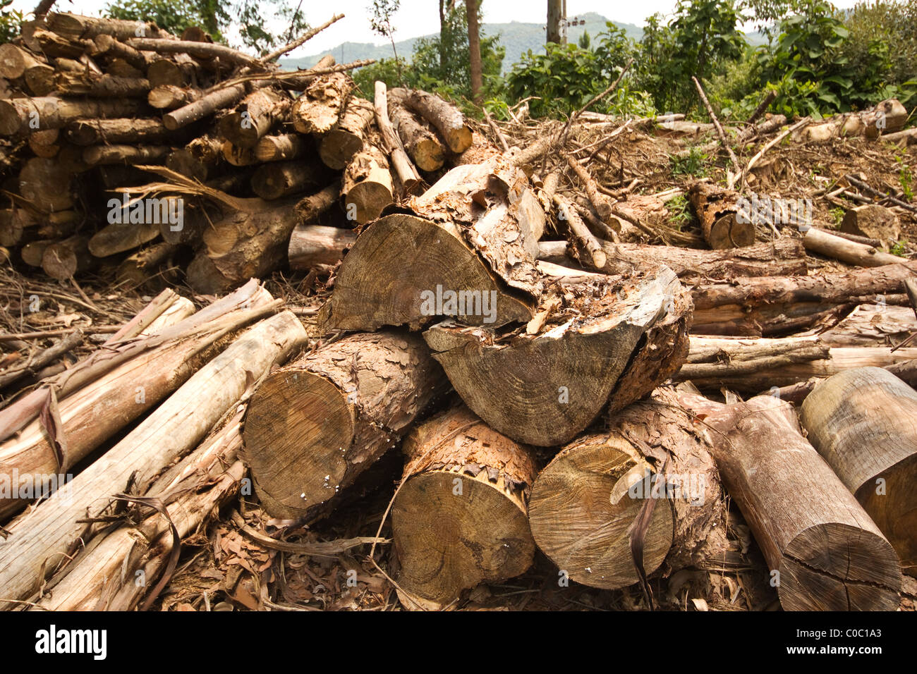 Eukalyptus Holz Stockfoto