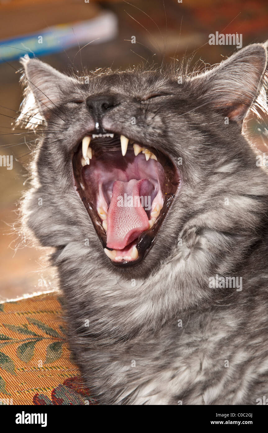 Gähnende Katze erscheint zu lachen Stockfoto