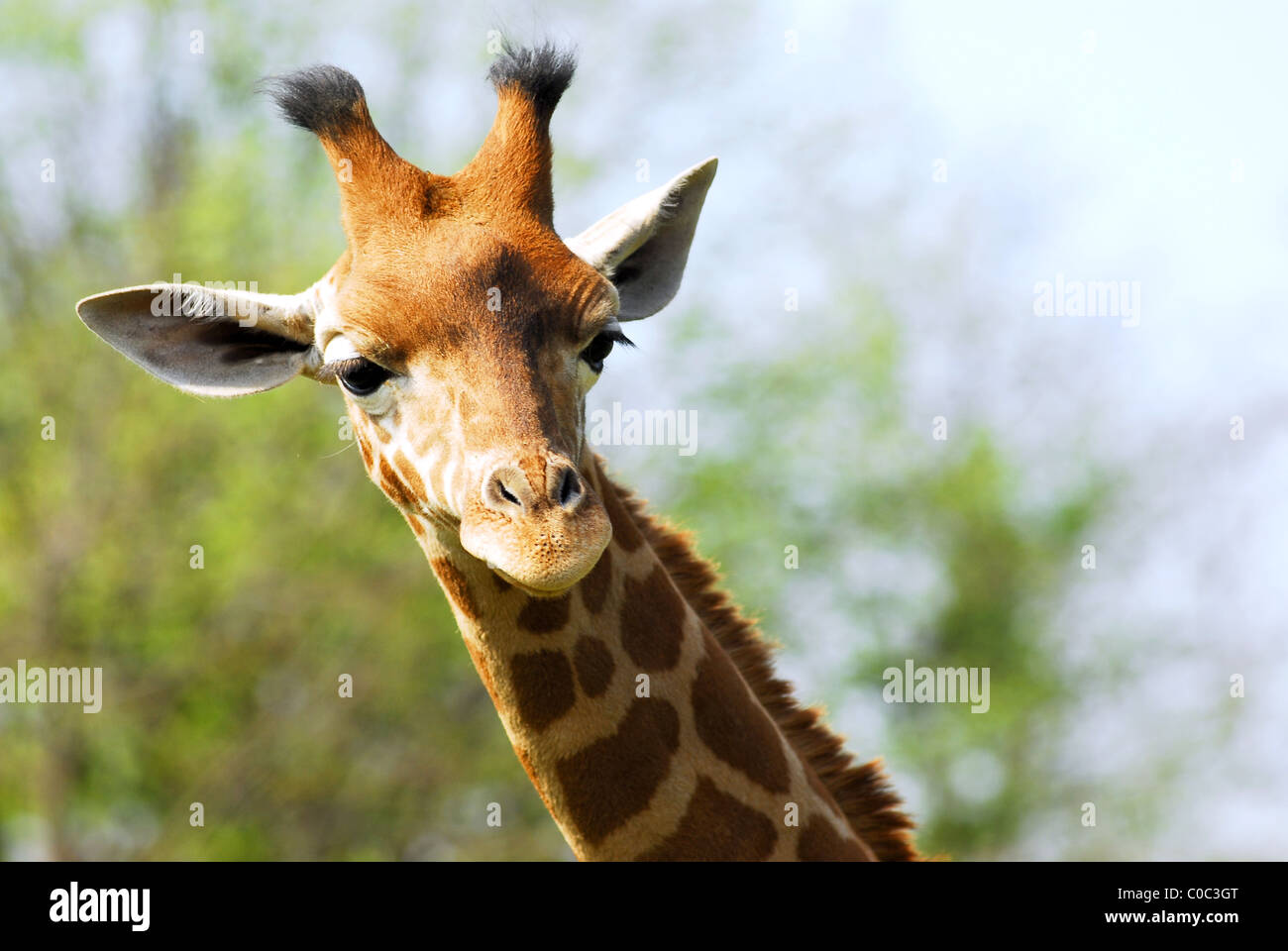 Porträt von Gesicht junge Giraffe (Giraffe) Stockfoto