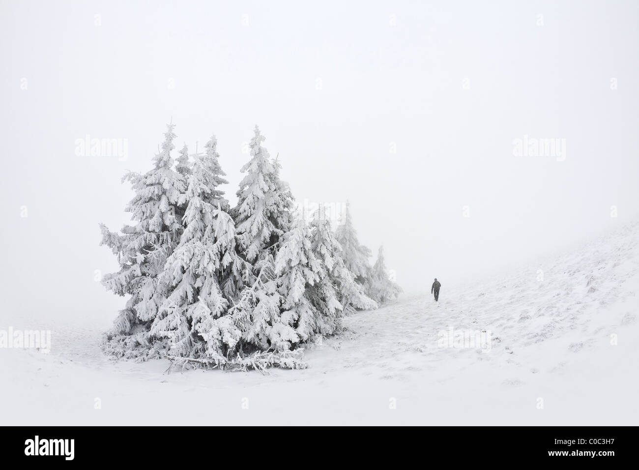 Ein Hain Fichten (Picea Abies) Schnee bedeckten (Frankreich). Groupe d'Épicéas Communs (Picea Abies) Recouverts de Neige. Stockfoto