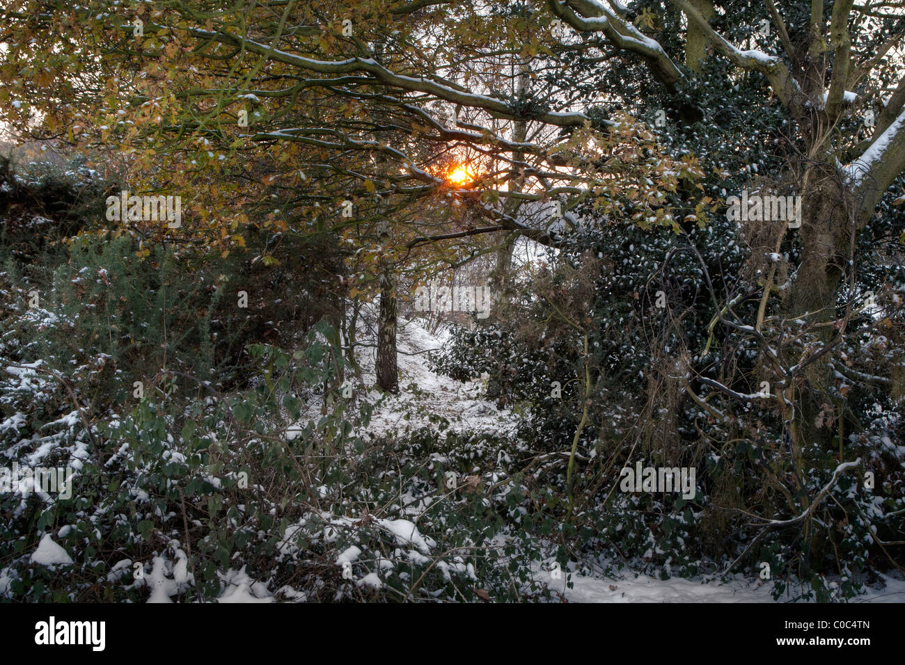 Bäume in einem verschneiten Park in East London Stockfoto