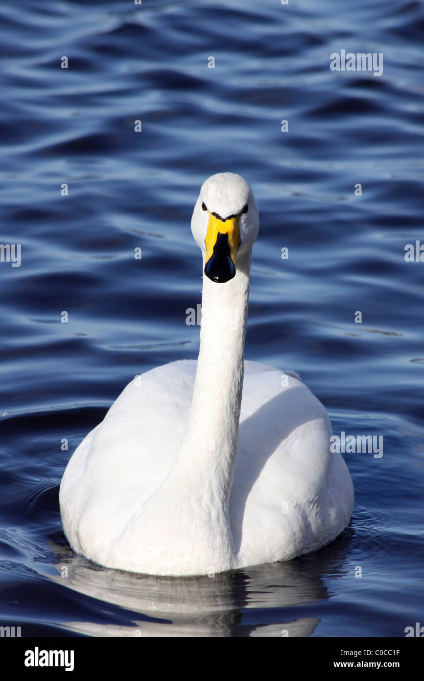 Whooper Schwan Cygnus Cygnus schwimmen in Richtung Kamera bei Martin bloße WWT, Lancashire UK Stockfoto