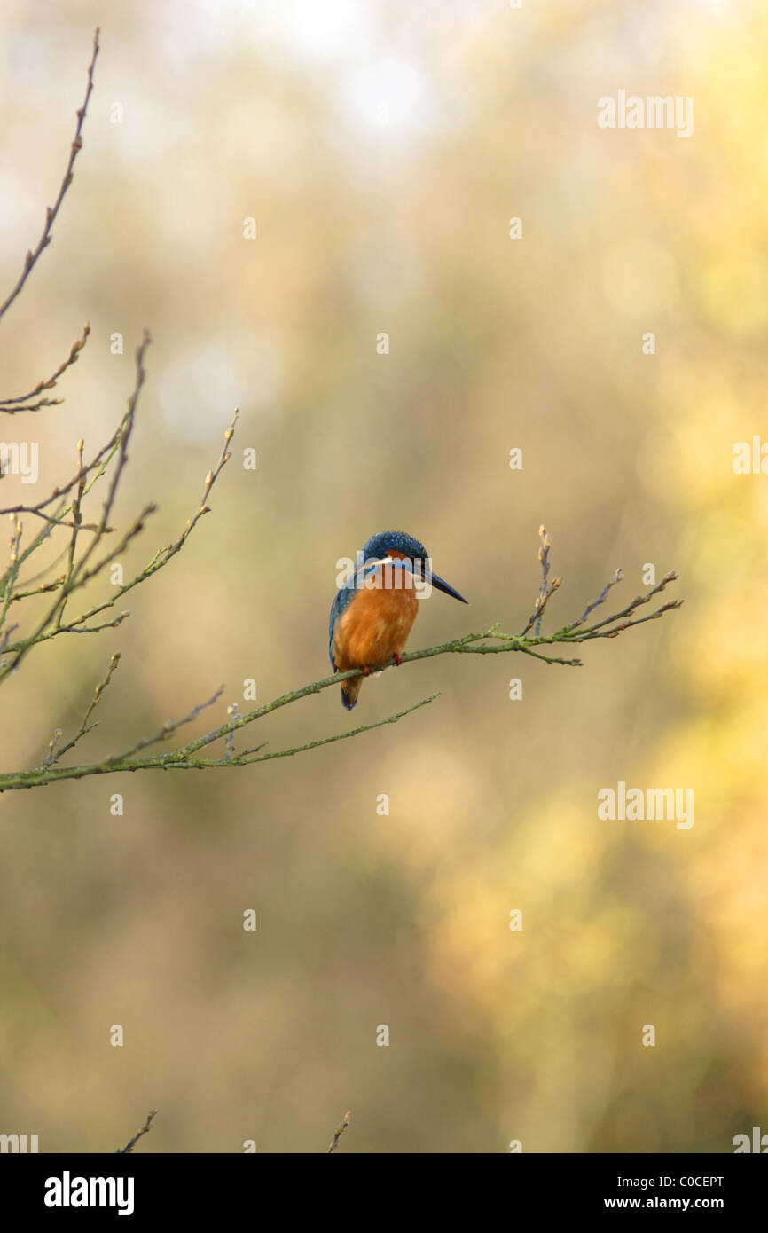 Eisvogel (Alcedo Atthis) in Weiden, Herbst, Yorkshire, UK Stockfoto