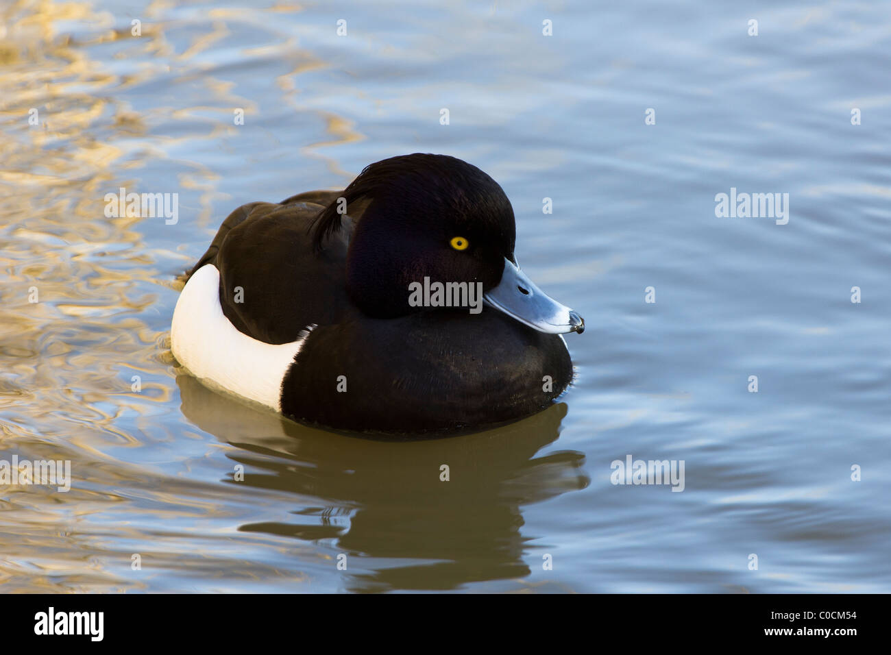 Männliche Reiherenten (Aythya Fuligula). Stockfoto