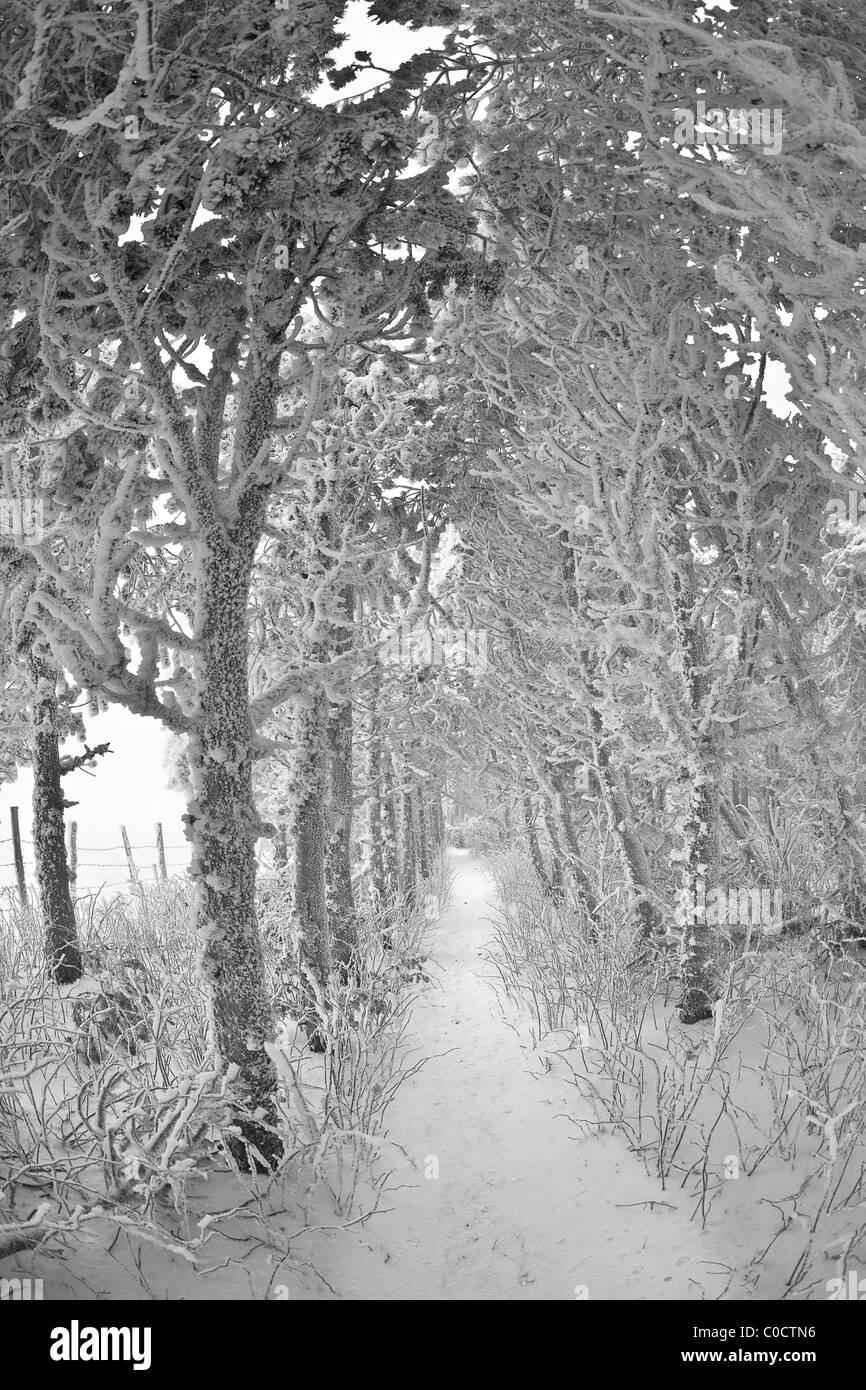 Ein Wanderweg durch den Wald bedeckt mit Schnee und Raureif (Frankreich). Sentier de Randonnée Dans Une Forêt En Hiver (Frankreich). Stockfoto