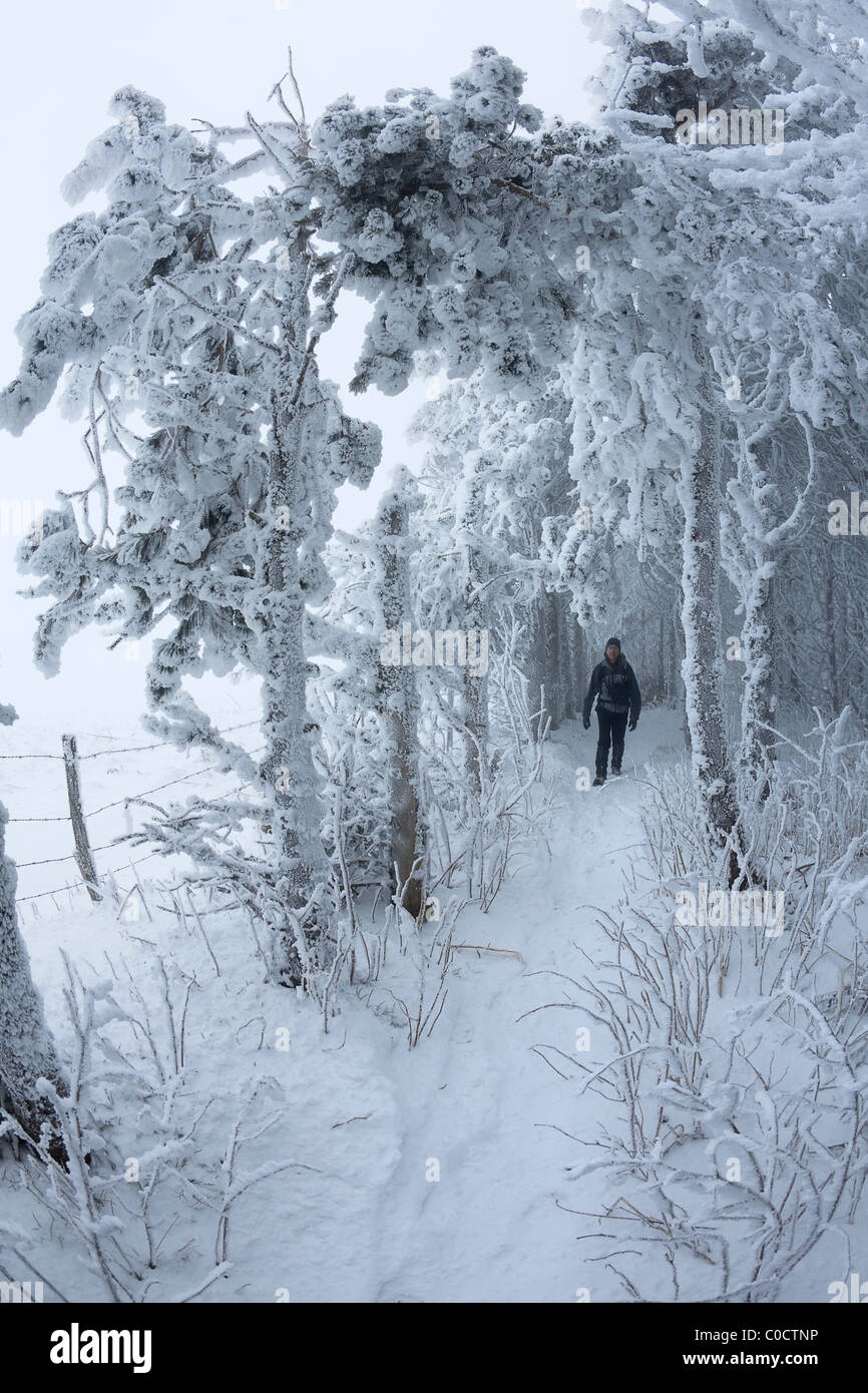 Ein Wanderer in einem Wald bedeckt mit Schnee und Frost (Auvergne - Frankreich). Randonneur Dans Une Forêt Recouverte de Neige et de Givre. Stockfoto