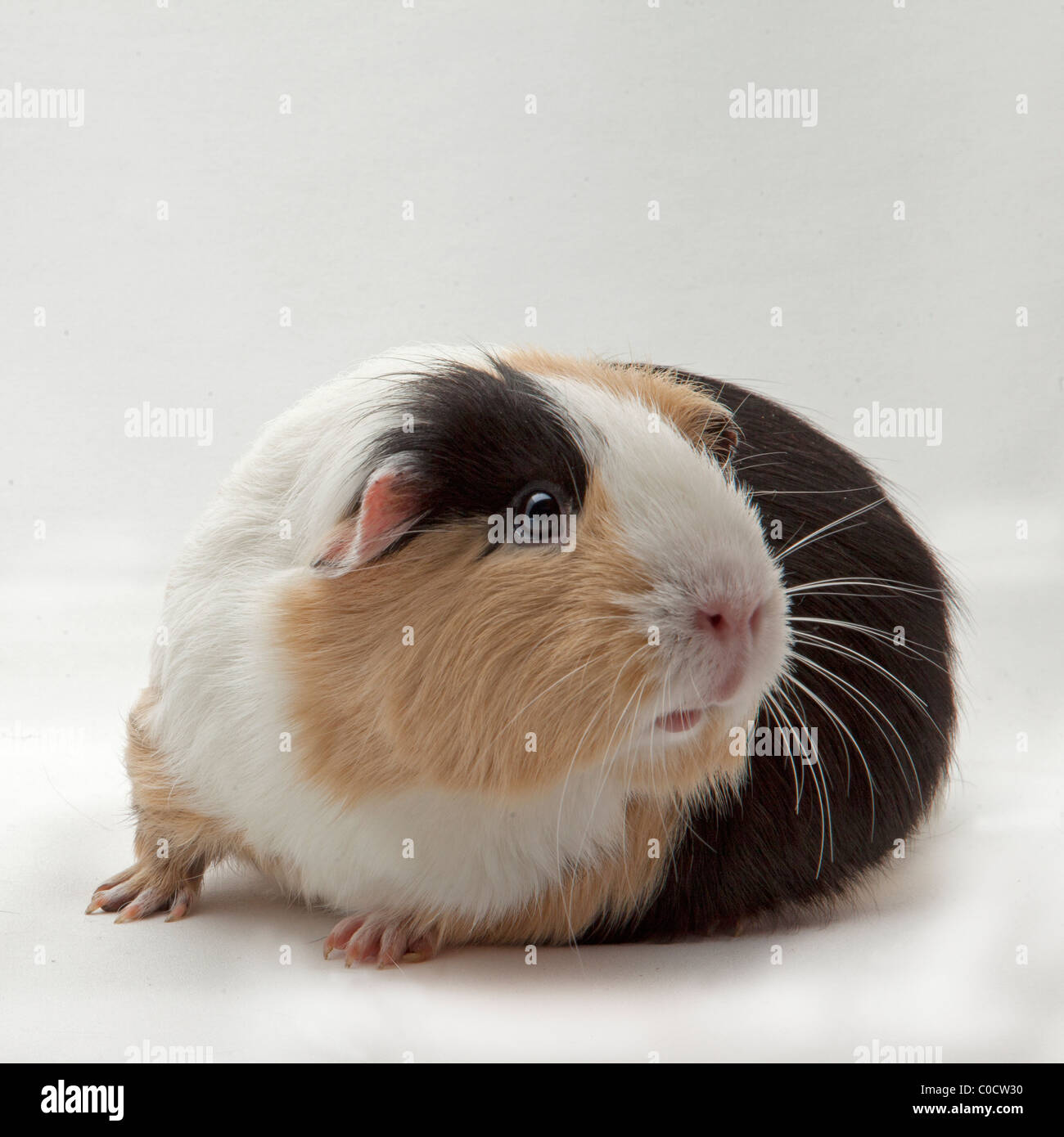 CAVIA - MEERSCHWEINCHEN Stockfoto