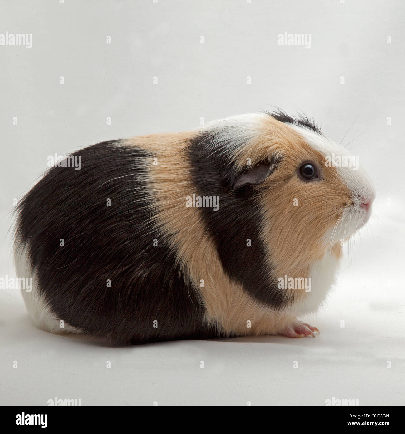 CAVIA - MEERSCHWEINCHEN Stockfoto