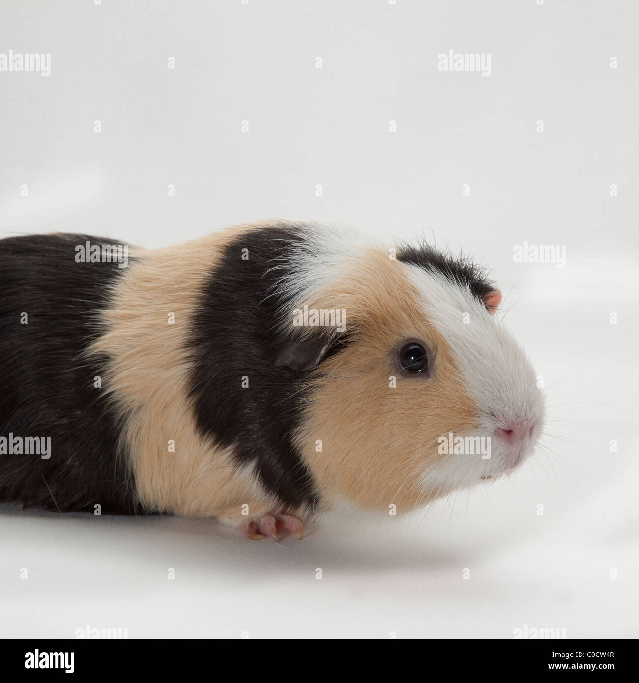 CAVIA - MEERSCHWEINCHEN Stockfoto
