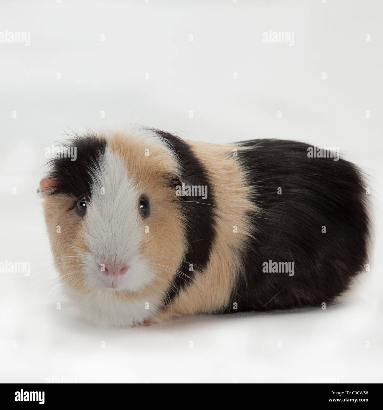 CAVIA - MEERSCHWEINCHEN Stockfoto