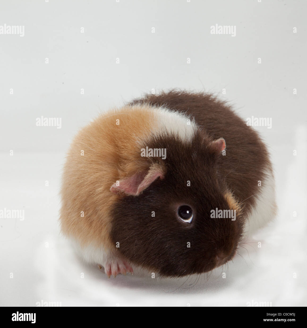 LUSTIGE CAVIA - MEERSCHWEINCHEN Stockfoto