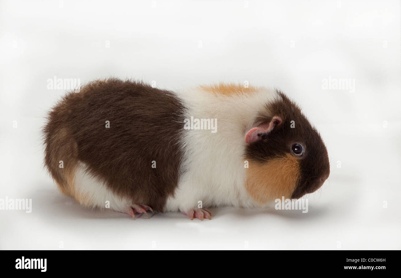 CAVIA - MEERSCHWEINCHEN Stockfoto