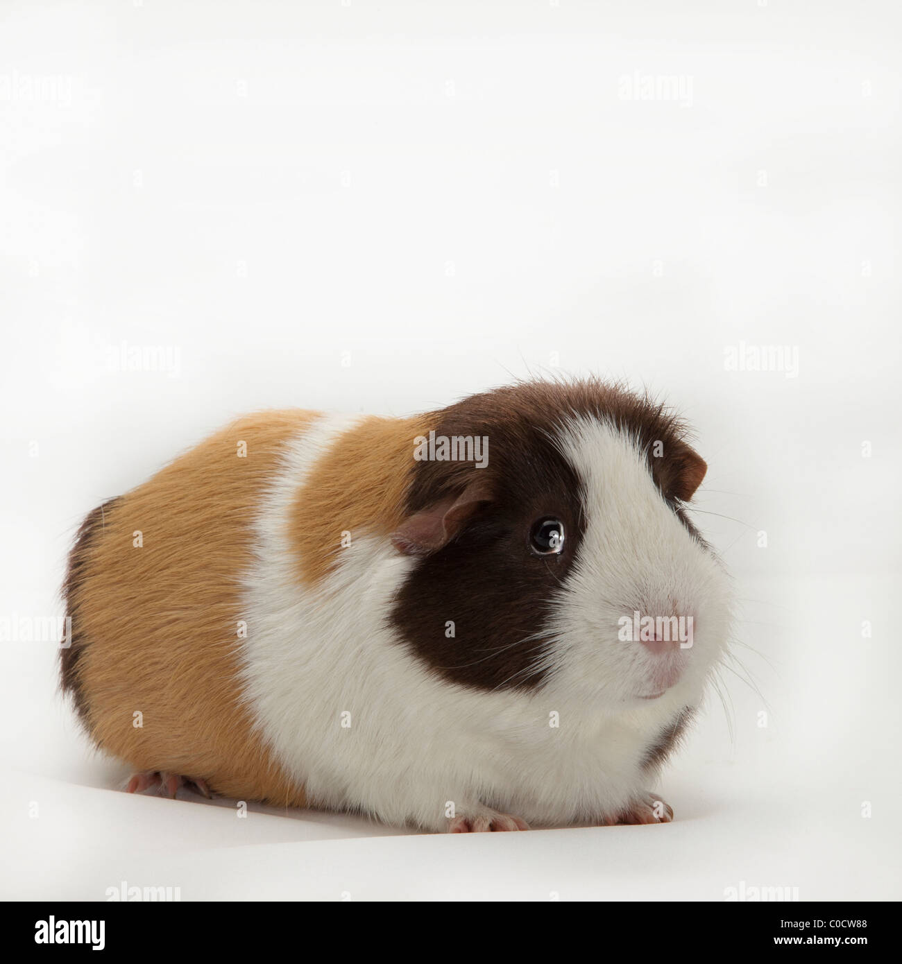 CAVIA - MEERSCHWEINCHEN Stockfoto