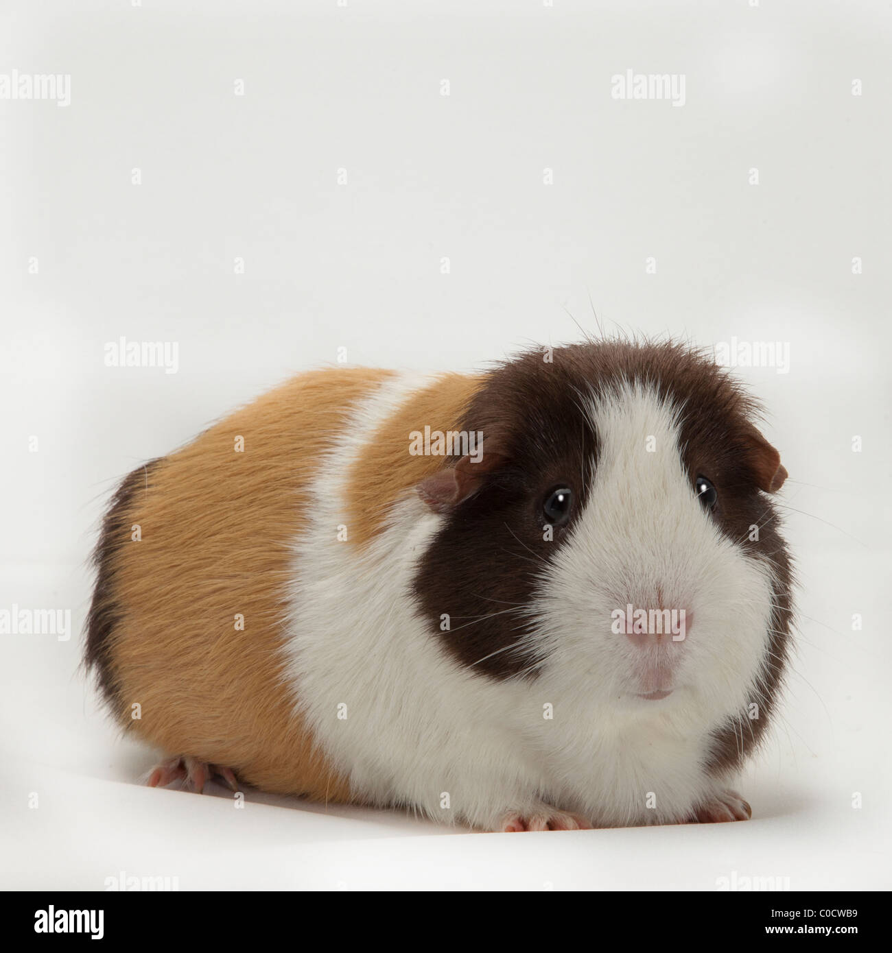 CAVIA - MEERSCHWEINCHEN Stockfoto