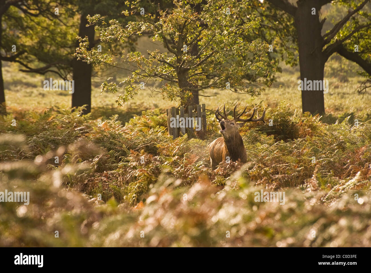 Rotwild, Hirsch, Harem in Richmond Park London Enlgand Landschaft im Herbst Herbst Stockfoto
