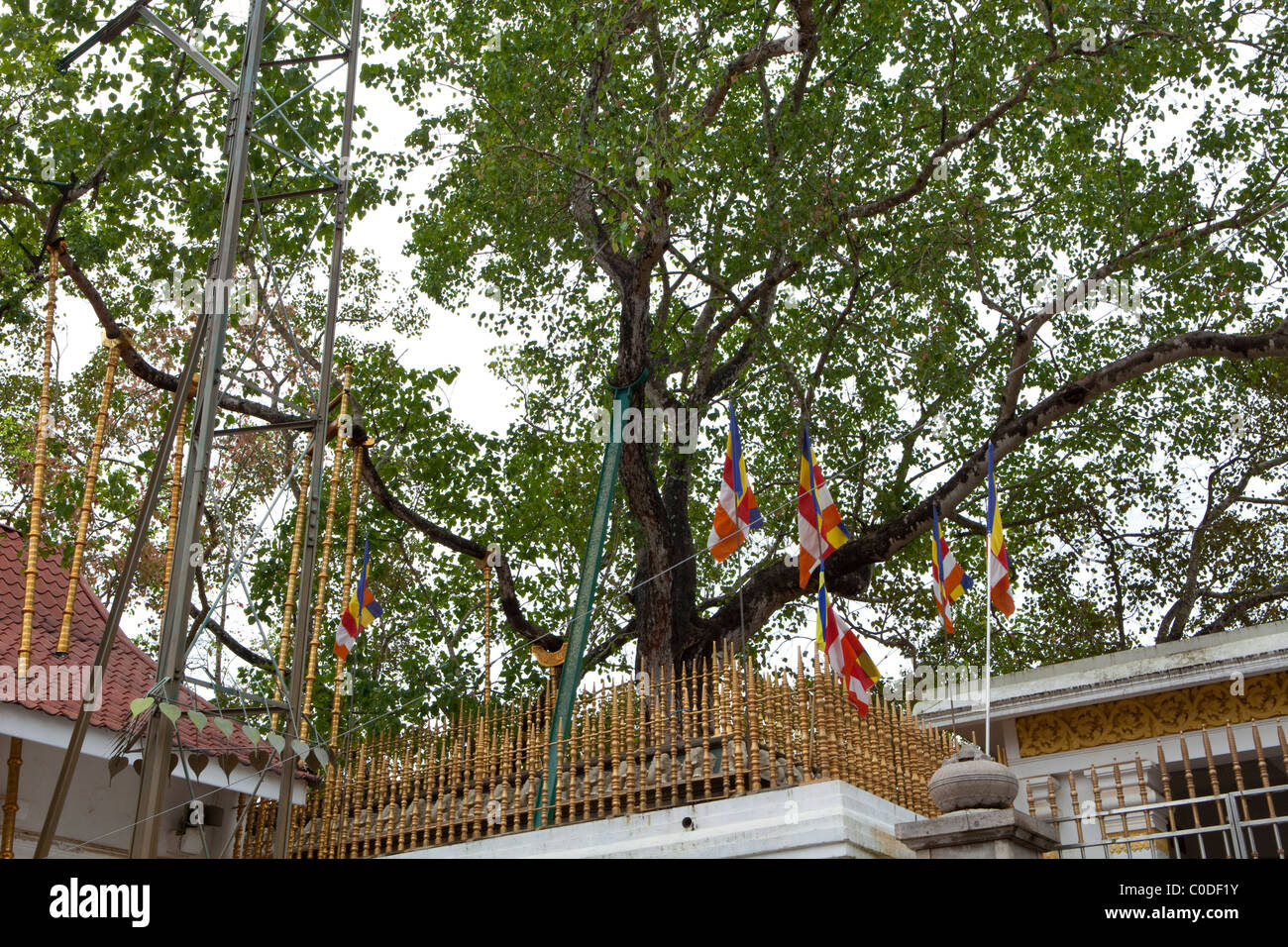 Ein Blick auf den Heiligen Sri Maha Bodhi Baum in der