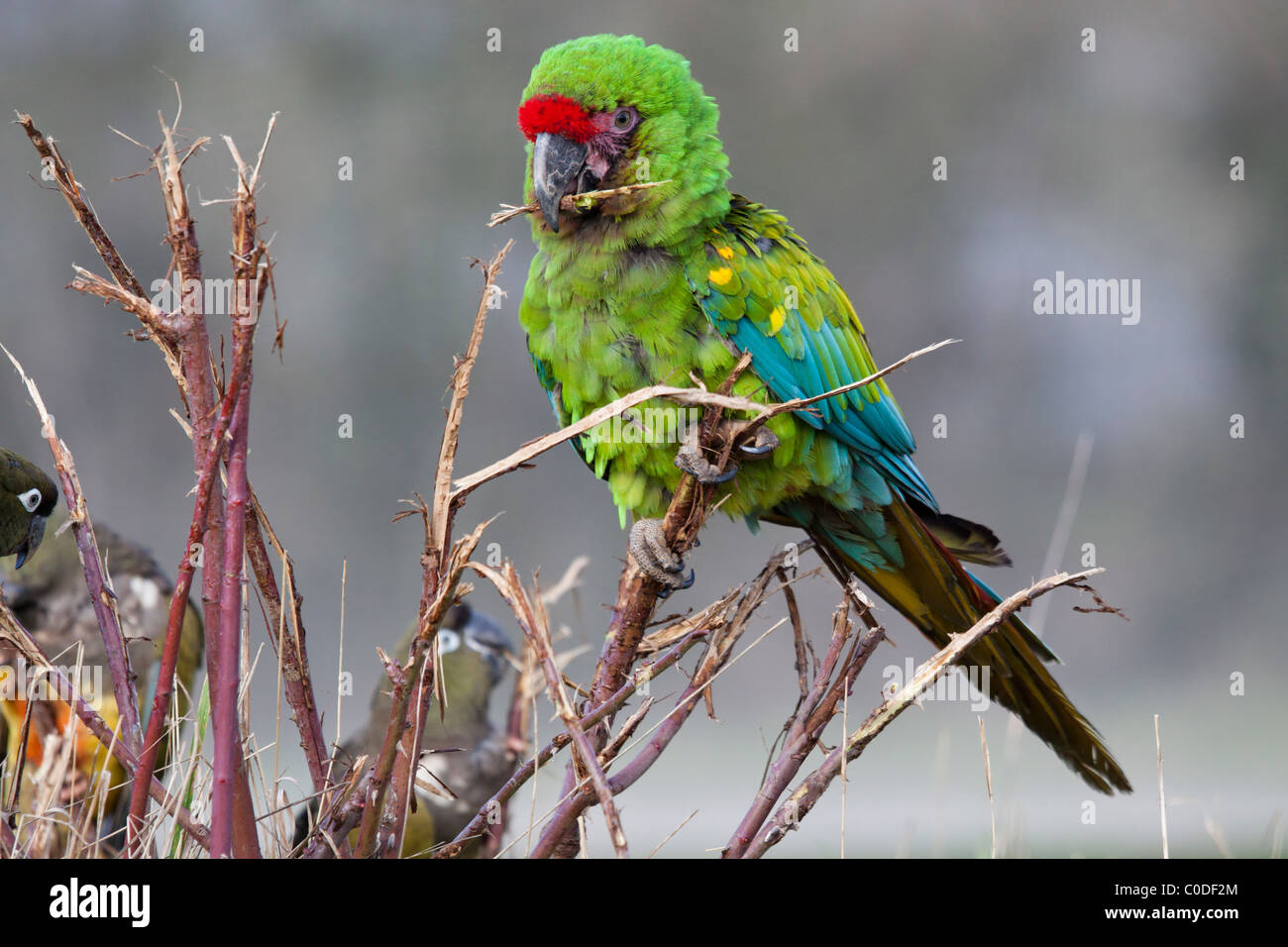 Soldatenara (Ara Militaris) und andere kleinere Papageien Stockfoto