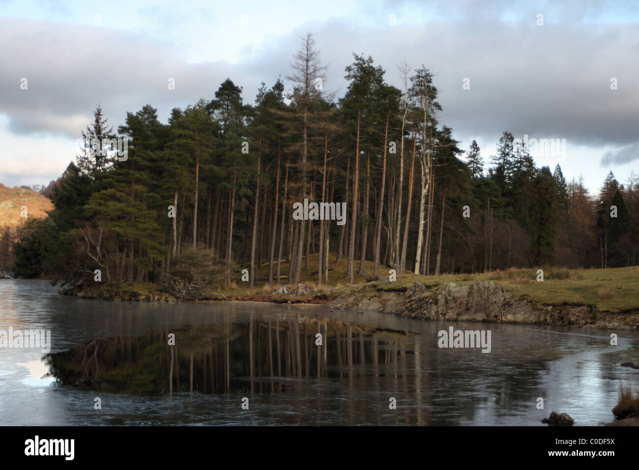 Pinien spiegelt sich in gefrorenen Tarn Hows Seenplatte Cumbria Stockfoto