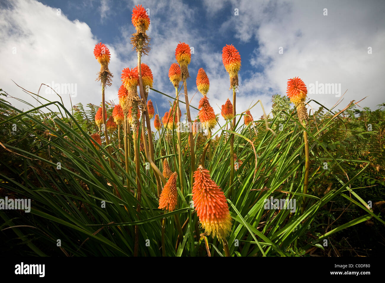 Die blühenden Fackel Lily (Kniphofia Uvaria), Tritoma faux Aloès (Kniphofia Uvaria) de Fleur. Stockfoto