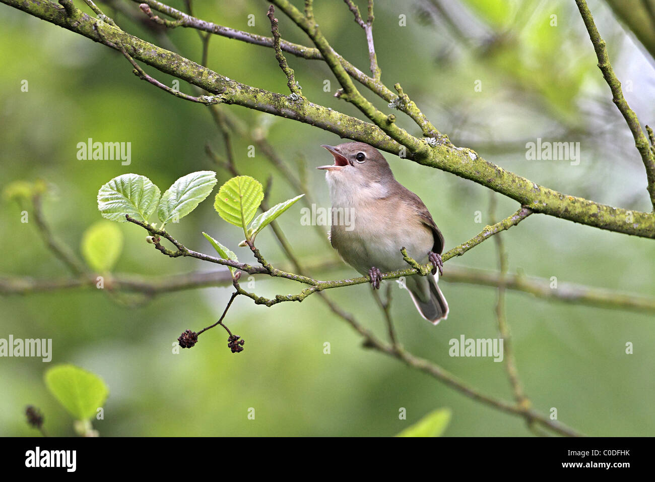 Garten-Grasmücke (Sylvia borin) kann 2010 7810 singen im Wald, Cheshire, UK Stockfoto