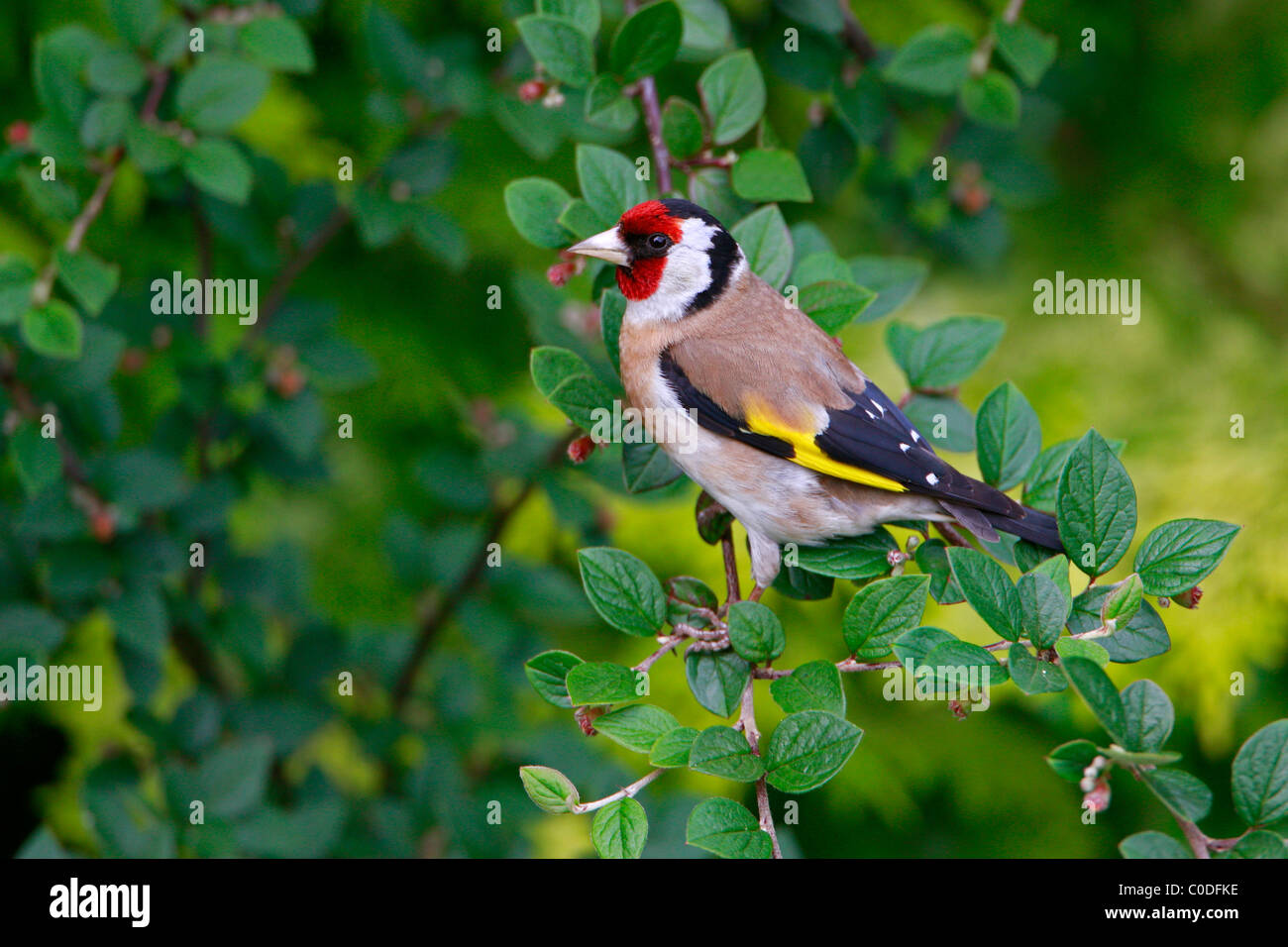 Stieglitz (Zuchtjahr Zuchtjahr) thront im Garten, Cheshire, UK, Juni 2009 Stockfoto
