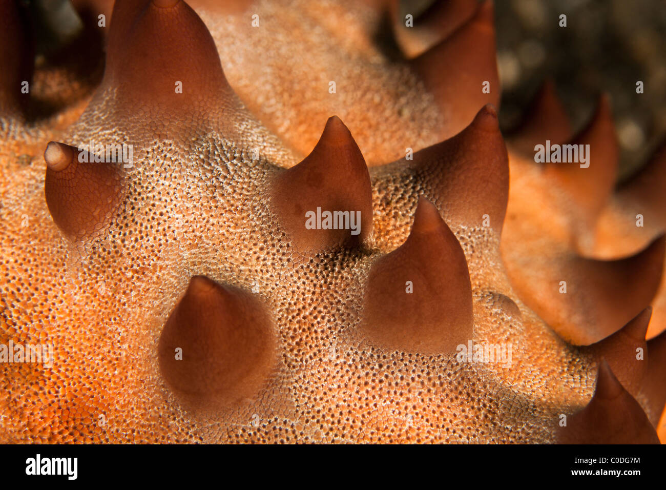Sea Star (Protoreaster sp) Stockfoto