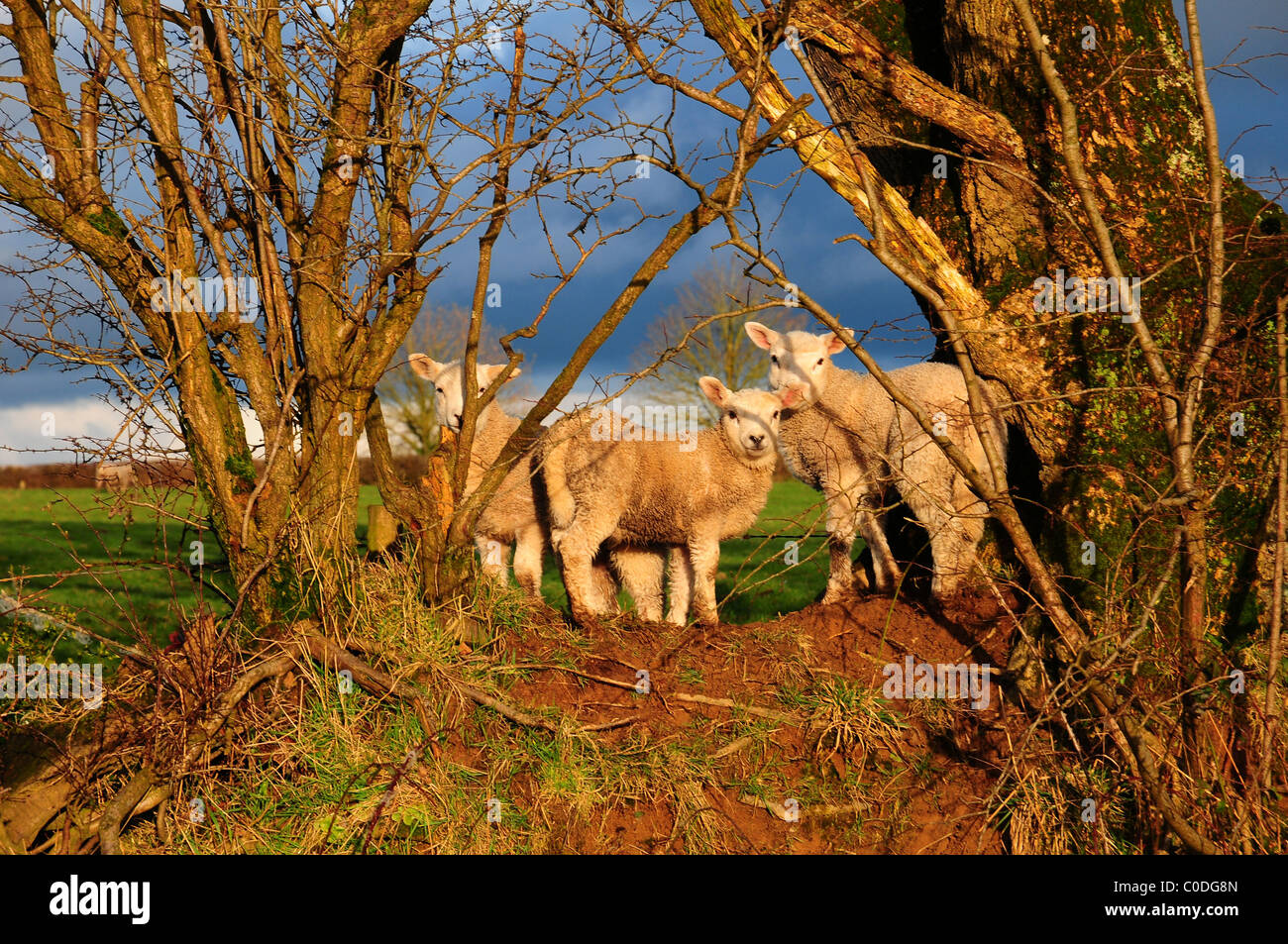 Lämmer auf einem alten Feldgrenze im goldenen Sonnenlicht gegen einen stürmischen Himmel in Devon Stockfoto