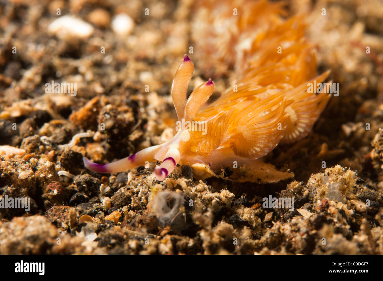Blue Dragon Nacktschnecke (Pteraeolidia Lanthina) Stockfoto