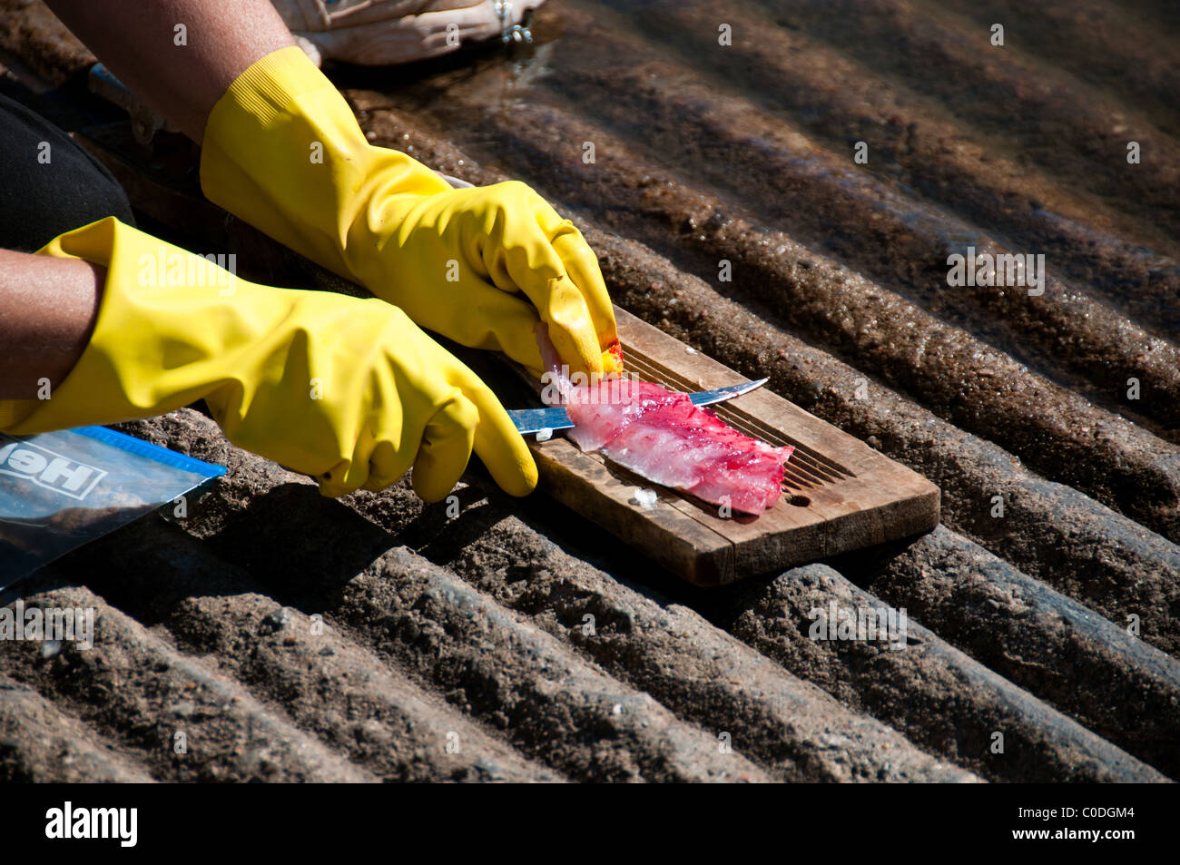 Die mit Gummihandschuhen umschlossenen Hände einer Frau, die einen Fisch auf einer Bootsrampe filetiert. Stockfoto