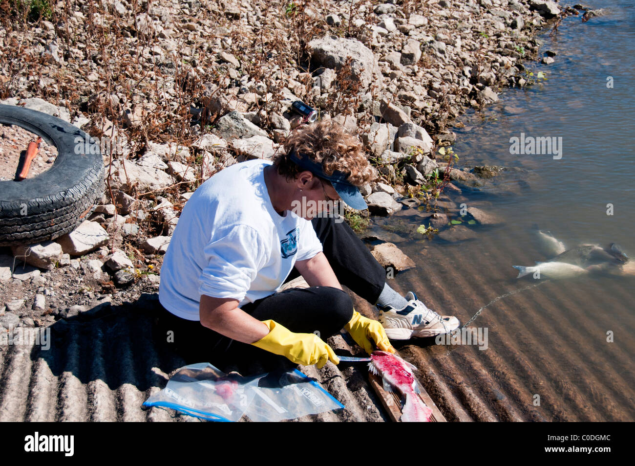 Eine Frau sitzt auf einer Bootsrampe und filetiert einen Weißbarsch-Hybridfisch nach einem langen Angeltag in Oklahoma, USA. Stockfoto