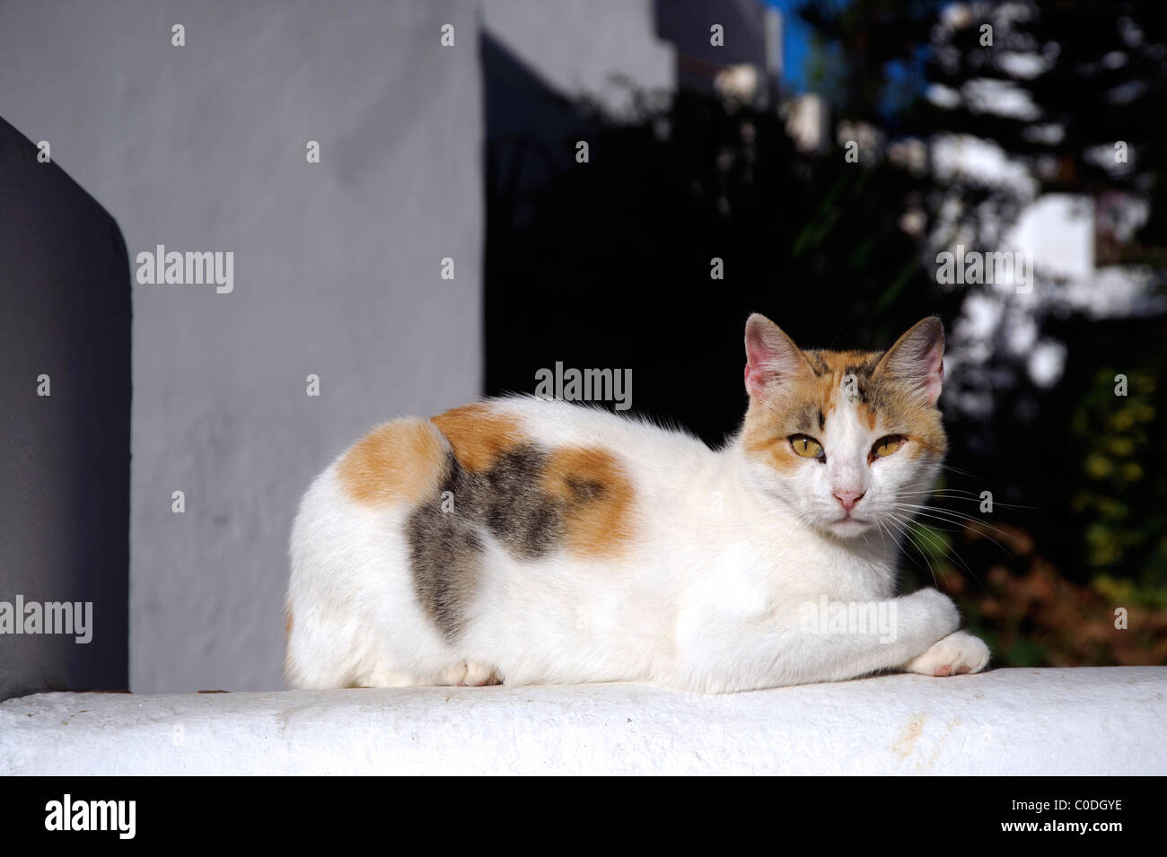 Inländische dreifarbige Katze liegend auf einer weißen Adobe-Wand. Stockfoto